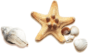 starfish